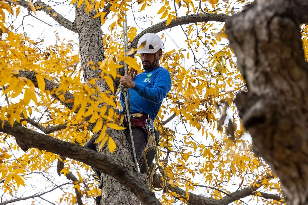 Skilled Emergency Tree Service crew working in Schriever